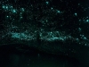 waitomo-glowworms